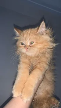 Vente de 2 Chats persans