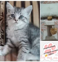 male 2 mois et accessoires