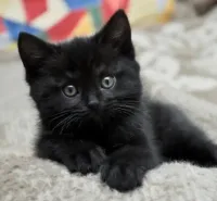 donne chaton croisé 