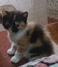 femelle shirazi