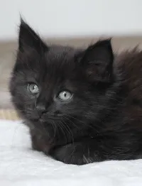 Chaton shirazi 2 mois