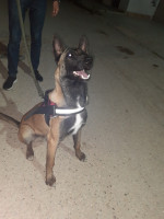 chien-chiot-malinois-el-khroub-constantine-algerie