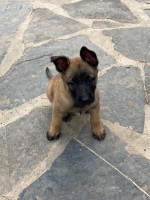 chien-malinois-charbonne-alger-centre-algerie