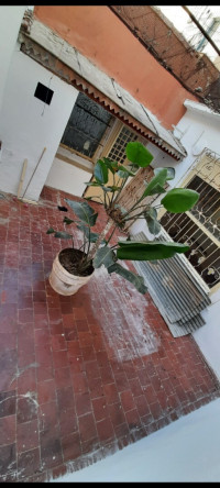 appartement-vente-f4-alger-bab-el-oued-algerie