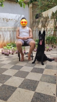 كلب-malinois-pour-accouplement-خميستي-تيبازة-الجزائر