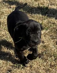 كلاب-chiot-cane-corso-الجزائر-وسط