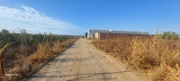 hangar-vente-alger-tessala-el-merdja-algerie