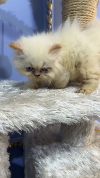 cat-persan-el-achour-alger-algeria