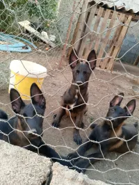 Malinois 