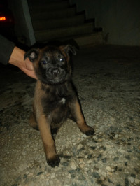 chien-malinois-tizi-ouzou-algerie