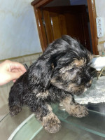 chien-chiot-caniche-havanais-ain-benian-alger-algerie