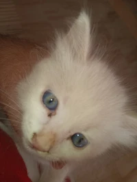 Angora