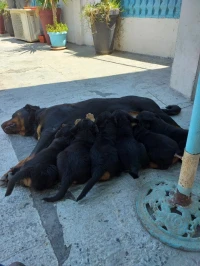 Rottweiler géant 
