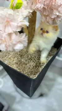 Male persan piky face