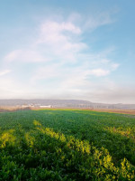 terrain-agricole-vente-tipaza-sidi-rached-algerie