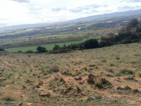 terrain-agricole-vente-tipaza-nador-algerie