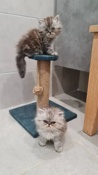 Chat persan