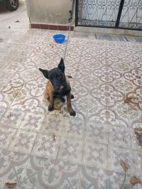 chien-malinois-pedigre-constantine-algerie