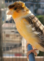 oiseau-couple-canari-bab-el-oued-alger-algerie