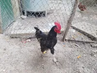 Coq Ausralop 