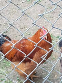 Coq Brahmâ age 1 ans 