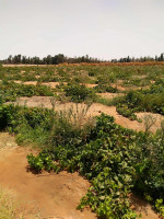 terrain-agricole-vente-el-menia-hassi-gara-algerie