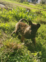 chien-des-chiots-malinois-males-et-une-femelle-masque-noire-age-46-jours-dar-el-beida-alger-algerie