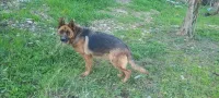 Femelle Berger allemand