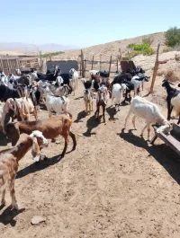 ماعز