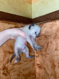 ثلاث قطط سيامو صغيرة