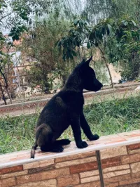جراء مالينوا شاربوني حاجة توب 
