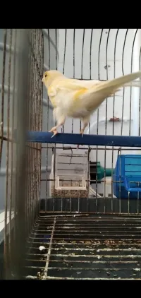 كوبلة كناري للبيع