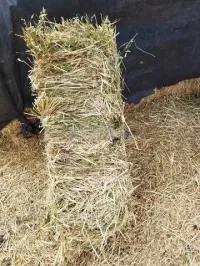 خرطال
