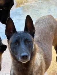 Chien malinois