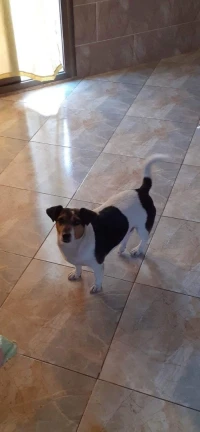 Jack russel 