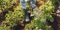 cleaning-gardening-jardinage-et-amenagement-des-espaces-verts-pour-particulier-societe-entreprise-de-nettoyage-alger-centre-ain-benian-naadja-taya-bab-el-oued-algeria