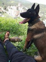 chien-berger-malinois-charbone-bejaia-algerie