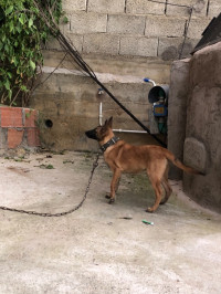 chien-malinois-tizi-ouzou-algerie