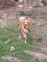 chien-pointer-anglais-tizi-ouzou-algerie