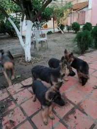 Chiots berger allemand 4 mois poils longs 