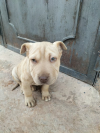 chien-de-race-oued-rhiou-relizane-algerie