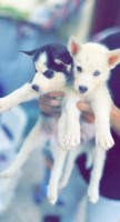 chien-bebe-husky-siberien-alger-centre-algerie