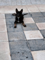 chien-des-chiots-malinois-hydra-alger-algerie