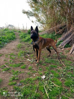 chien-chiot-malinois-top-bordj-el-kiffan-alger-algerie