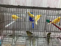 canari ordinaire 