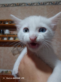 chat-3-chats-angora-turk-1-mois-15-jours-alger-centre-algerie