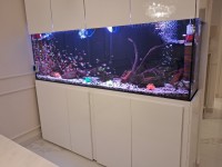 Conception et réalisation d'aquarium d'intérieur avec poissons et équipements