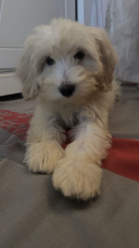 chien-bichon-maltais-pure-race-larbaa-blida-algerie