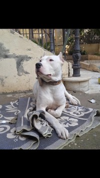كلب-chien-dog-argentaine-الجزائر-وسط