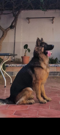 chien-berger-allemand-poil-long-baba-hassen-alger-algerie